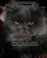 Обложка произведения Жизнь за окном