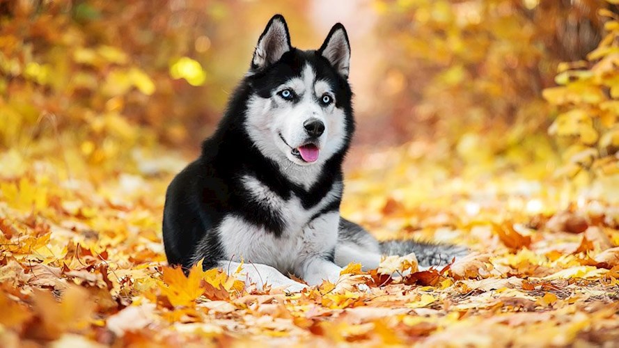 Обложка произведения Puppy