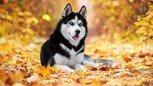 Обложка произведения Puppy