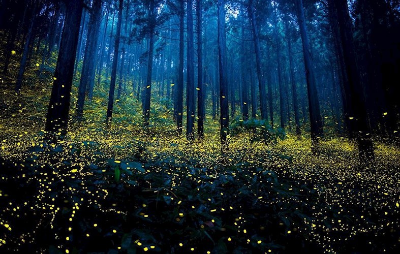 The Beautiful Flight Paths of Fireflies Long exposure photos, Time lapse photo, 