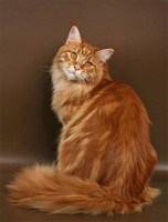 Обложка произведения Кот Васька