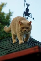 Обложка произведения Малый народец