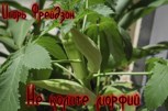 Обложка произведения Не колите морфий