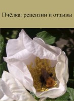 Обложка произведения Пчёлка: рецензии и отзывы