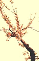 Обложка произведения Дэо персикового дерева