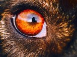 Обложка произведения Временное пристанище
