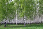 Обложка произведения Лелельное