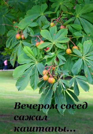 Обложка произведения Вечером сосед сажал каштаны...