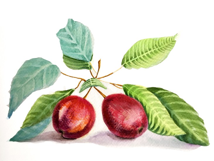 Иллюстрация