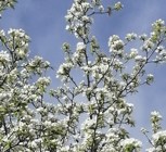 Обложка произведения Цветущая яблоня