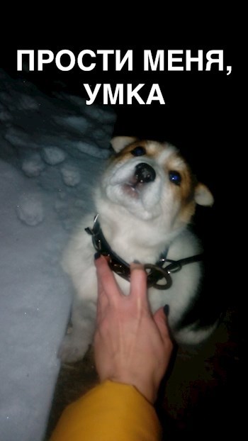 Обложка произведения Прости меня, Умка