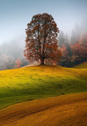 Обложка произведения Ведьмина Чашка