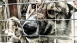 Обложка произведения Веселовский портал