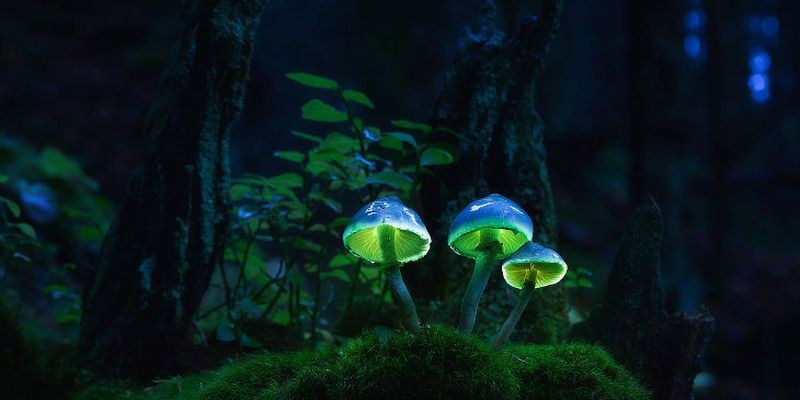Обложка произведения Грибы сказочные, фантастические ,сюрреалистические