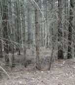 Обложка произведения Тёмный лес