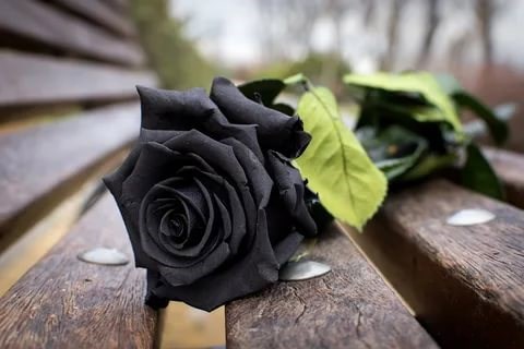 Обложка произведения Чёрная Роза
