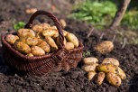Обложка произведения Куда приводят мечты