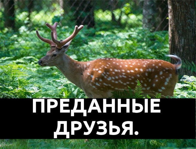 Обложка произведения Преданные друзья