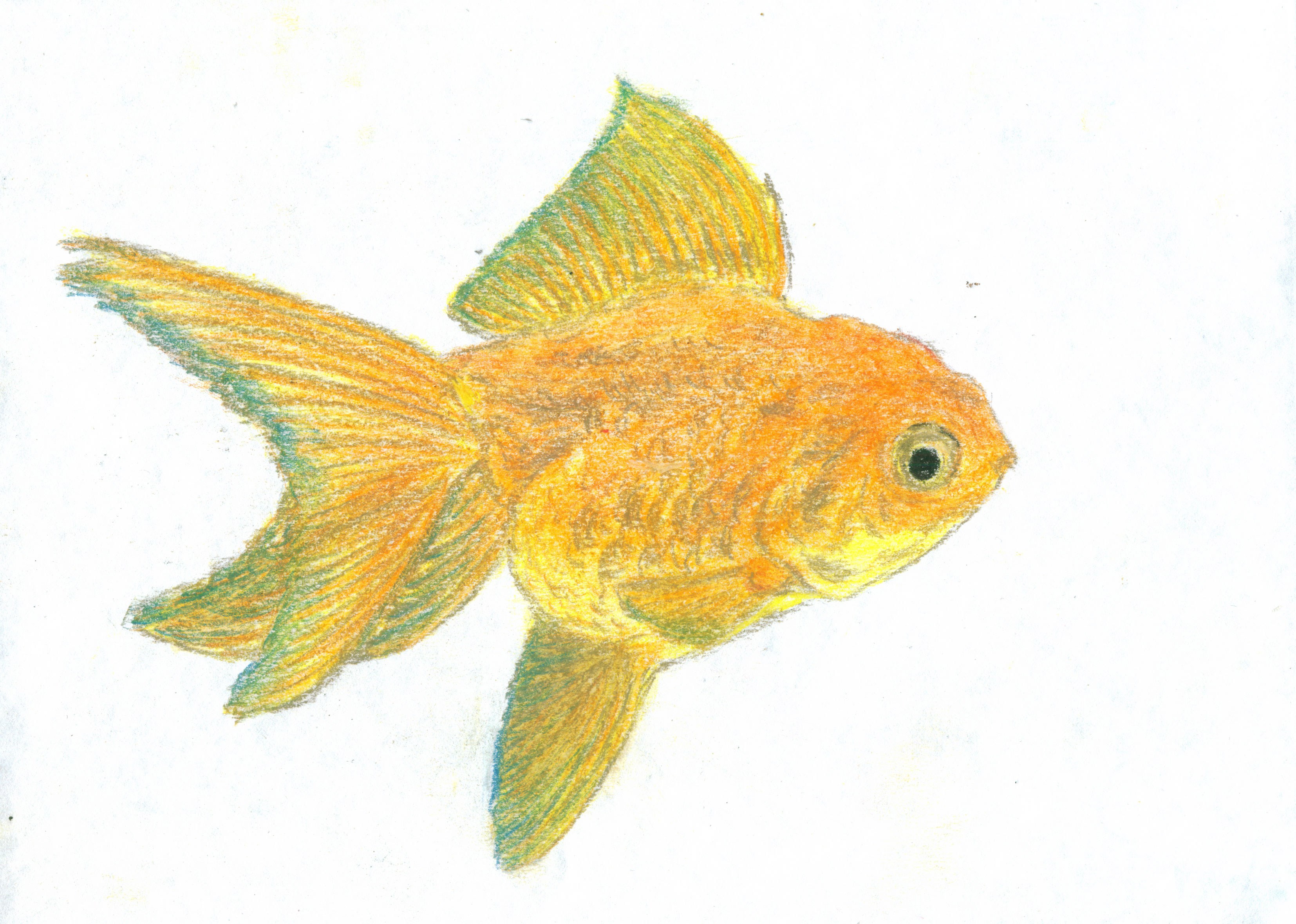 Золотая рыбка пастелью