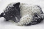 Обложка произведения Собачий рай