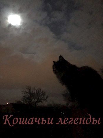 Коты легенды. Кошачьи легенды. Легенда о кошке. Кот Легенда.