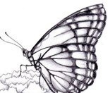 Обложка произведения Бабочкины сны