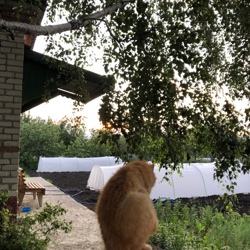 Вася