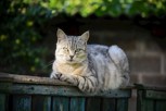Обложка произведения Кошка у которой есть человек