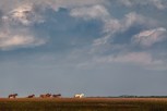 Обложка произведения Монголия