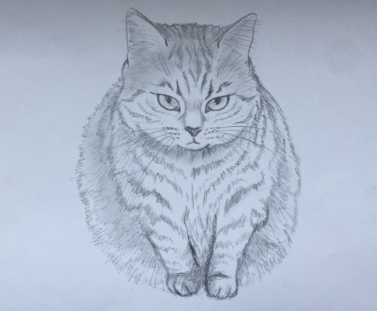 Как нарисовать красного котика