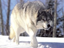 Сибирский волк 1