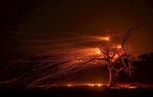 Обложка произведения Дерево Марса
