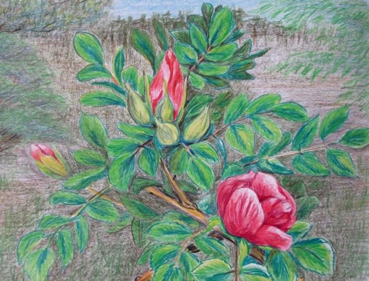 Иллюстрация