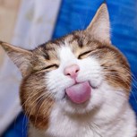 Обложка произведения КОШАЧИЙ БЛЮЗ
