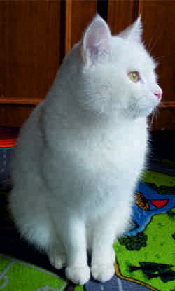 Белый Кот Буржуй
