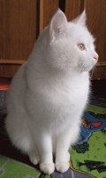 Обложка произведения Меня с утра терзает кот