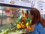 Обложка произведения Я поцелую рыбку золотую