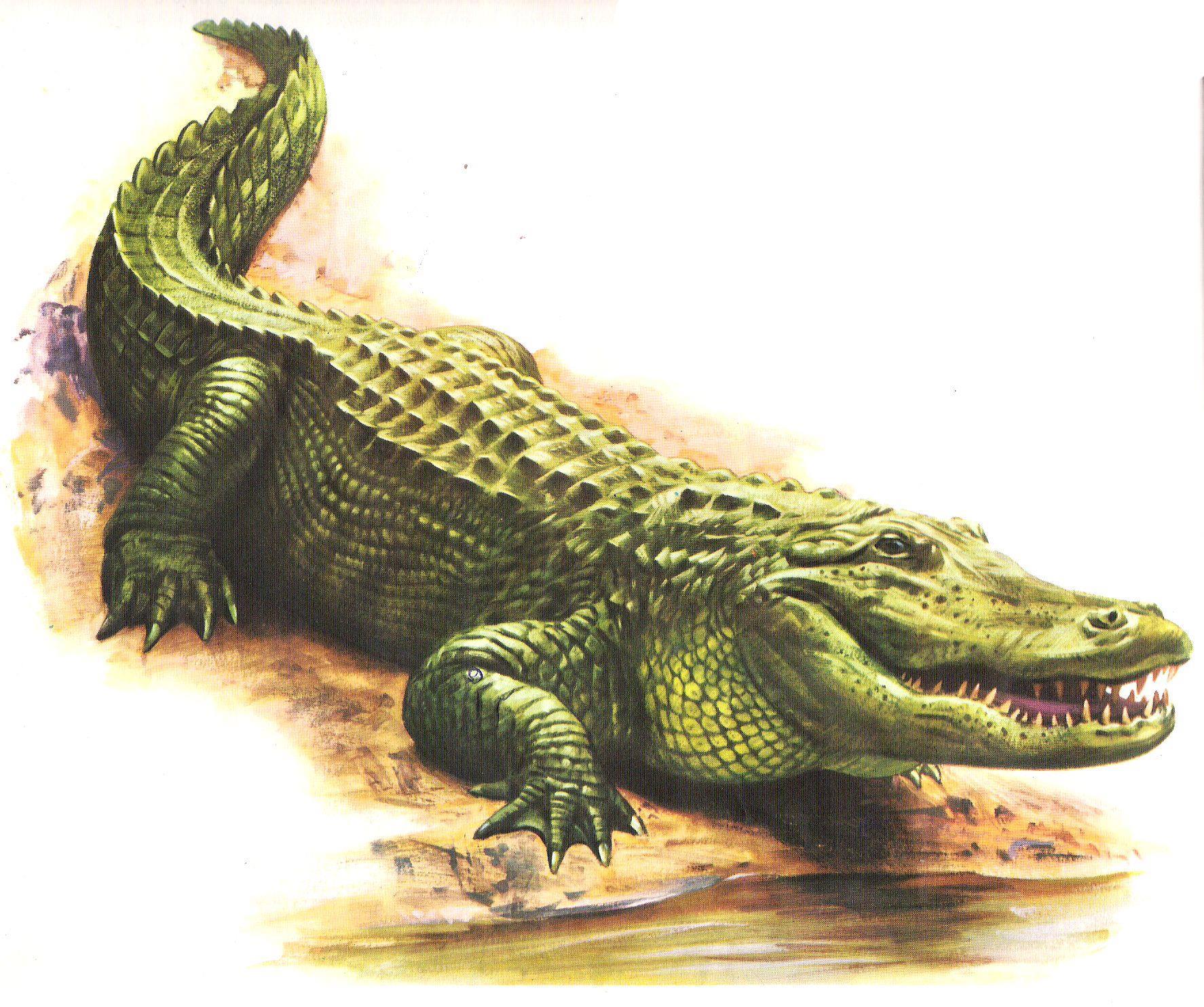 Long Island Escort Alligator