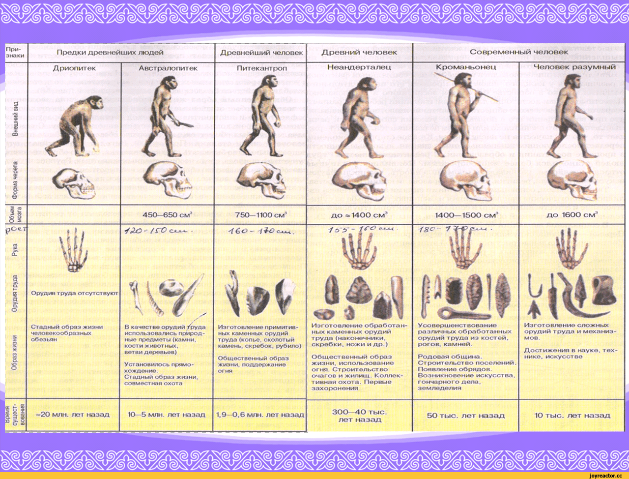 Условием развития человека егэ. Стадии эволюции человека таблица дриопитек. Таблица Эволюция человека 11 класс дриопитеки. Этапы эволюции человека таблица дриопитек. Этапы эволюции предков человека таблица.