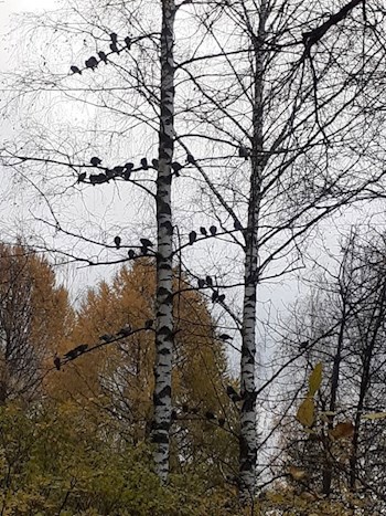Обложка произведения Осенний блюз