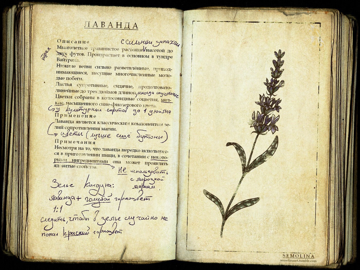 Растение на котором писали первые книги. Алхимические травы растения для алхимии. Старинные книги о растениях. Книга о травах старинная. Старинные изображения растений.