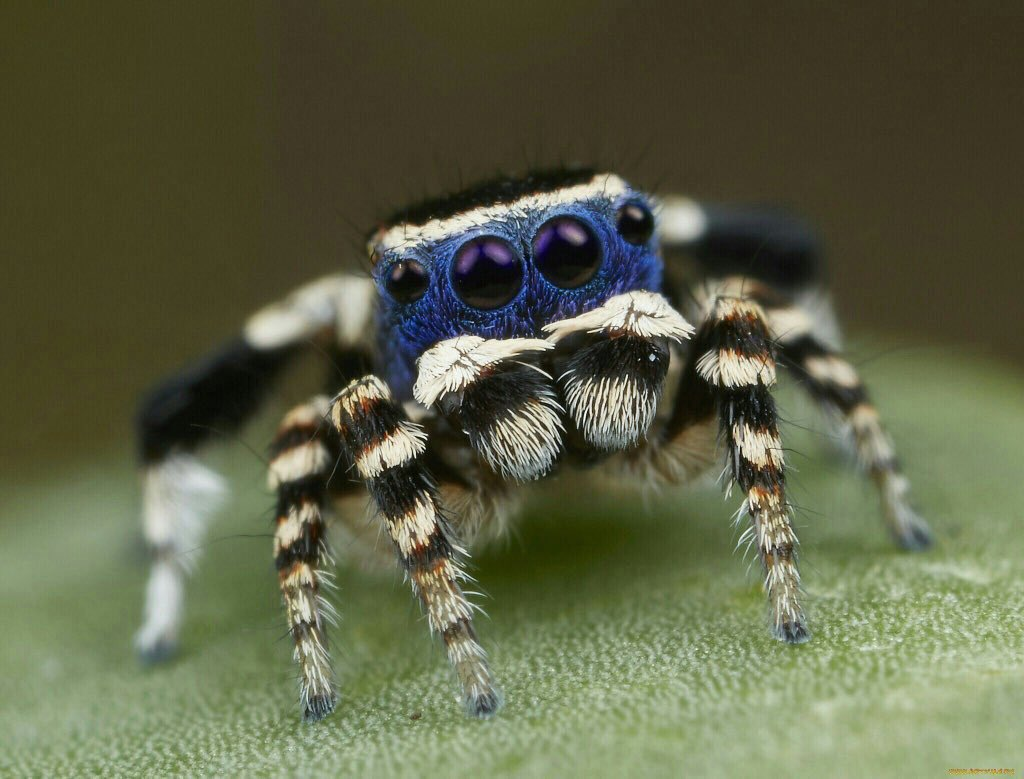 Mobile wallpaper: Spiders, Macro, Animal, Spider, Jumping Spider, 386754 downloa