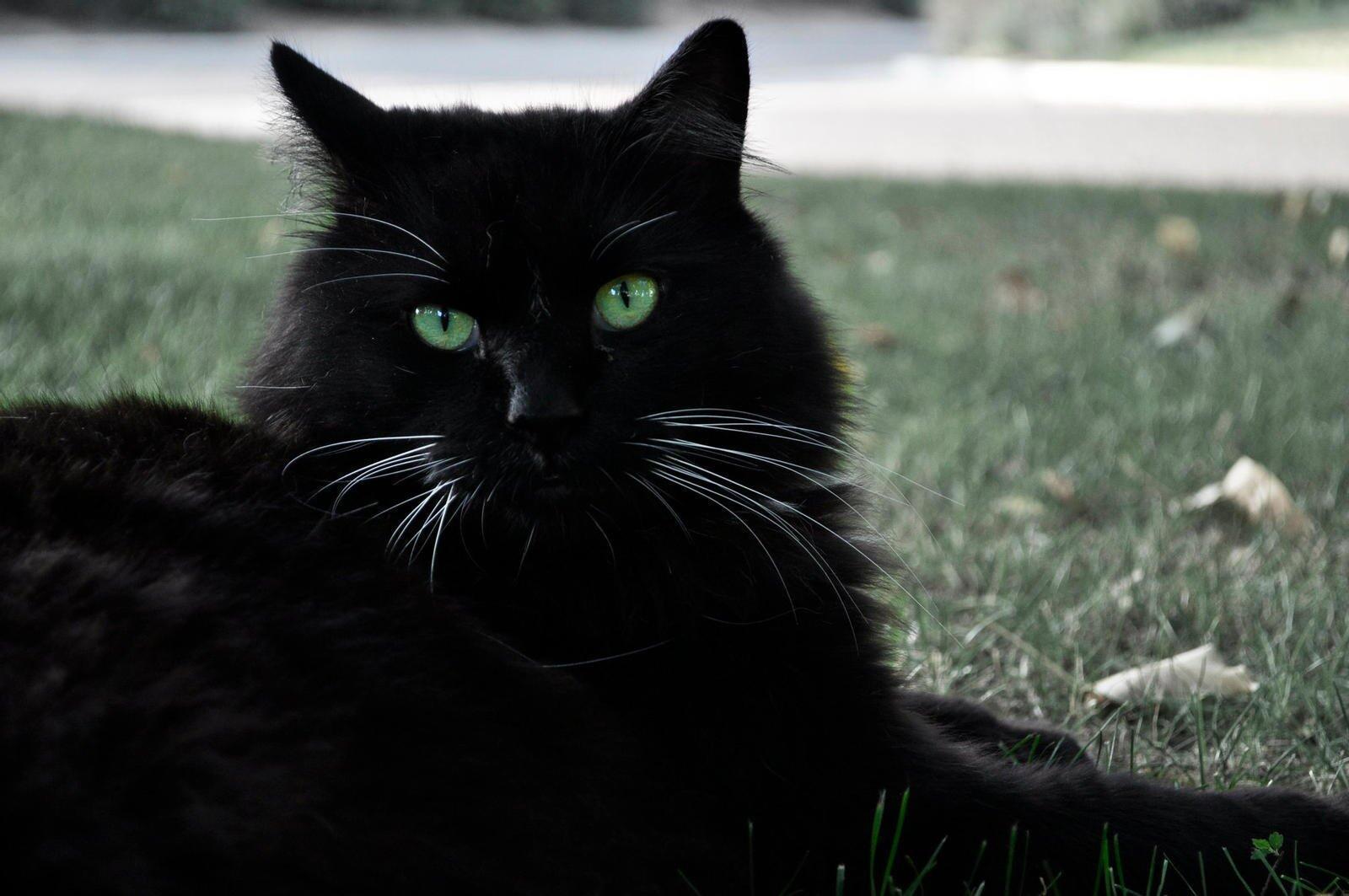 Взять черную кошку. Шантильи Тиффани кошка. Чёрный кот. Чёрный кот с зелёными глазами. Чёрные коты с зелёными глазами.