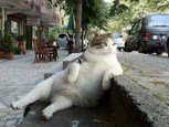 Обложка произведения Кот в доме хозяин?
