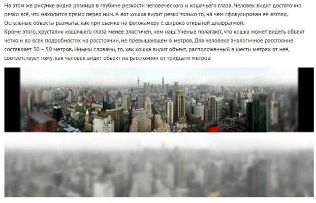 Как видят коты фото