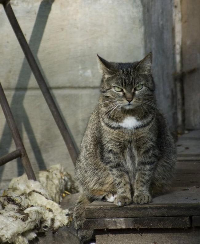 Котяра вроде интересный свободный что это. Смотреть фото Котяра вроде интересный свободный что это. Смотреть картинку Котяра вроде интересный свободный что это. Картинка про Котяра вроде интересный свободный что это. Фото Котяра вроде интересный свободный что это