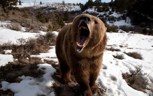 Обложка произведения Коварная  река Волома, часть третья - Серёга медведь