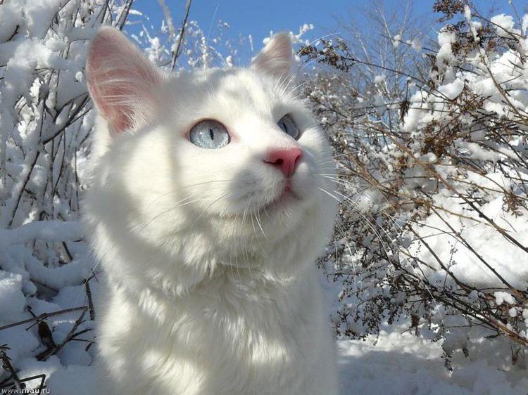 Белый кот на снегу. Кошки зимой. Белым снегом кот. Котенок в снегу. Аляскинский снежный кот.