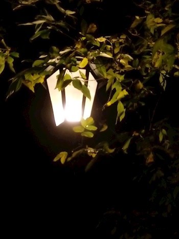 Обложка произведения Куда уносят мечты...