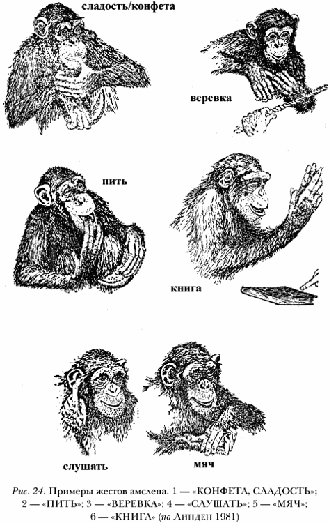 Язык для обучения обезьян. Языки жестов у приматов. Жесты шимпанзе. Обезьяний язык жестов. Обезьяну научили языку жестов.